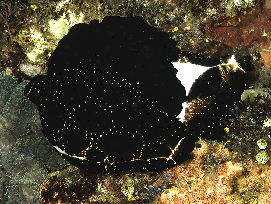 Ovula ovum
